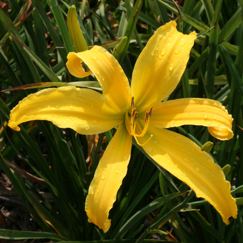 Carefree Peach Daylily from Oakes Daylilies