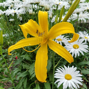 Carefree Peach Daylily from Oakes Daylilies