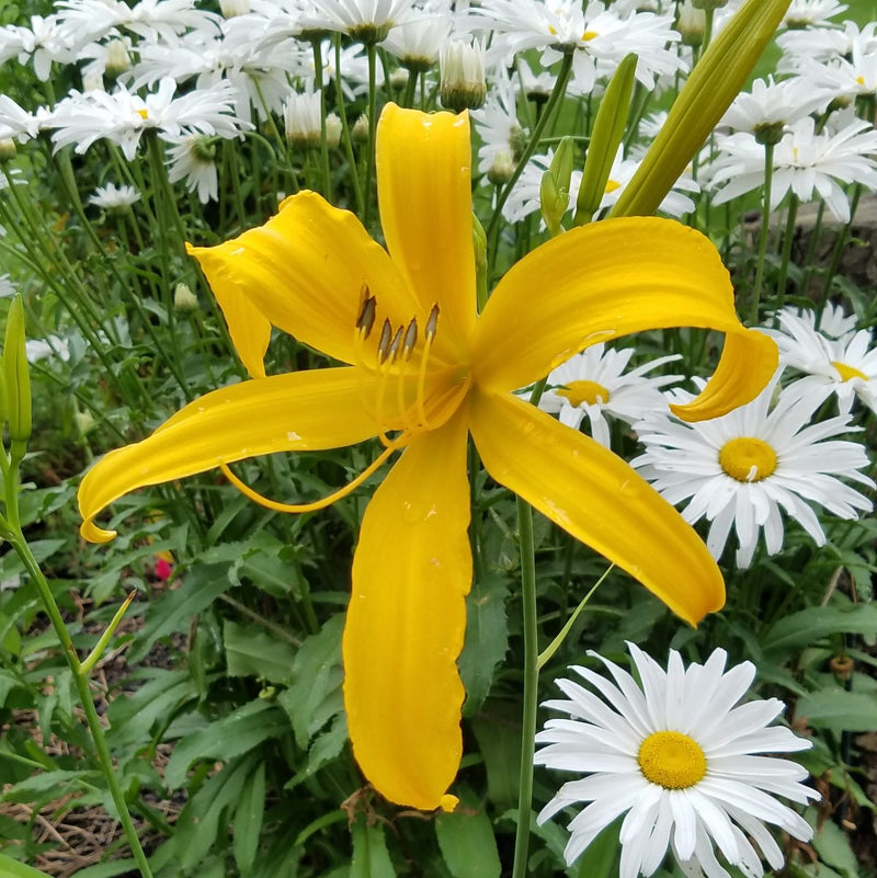 Carefree Peach Daylily from Oakes Daylilies