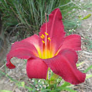 Carolina Cranberry Daylily from Oakes Daylilies