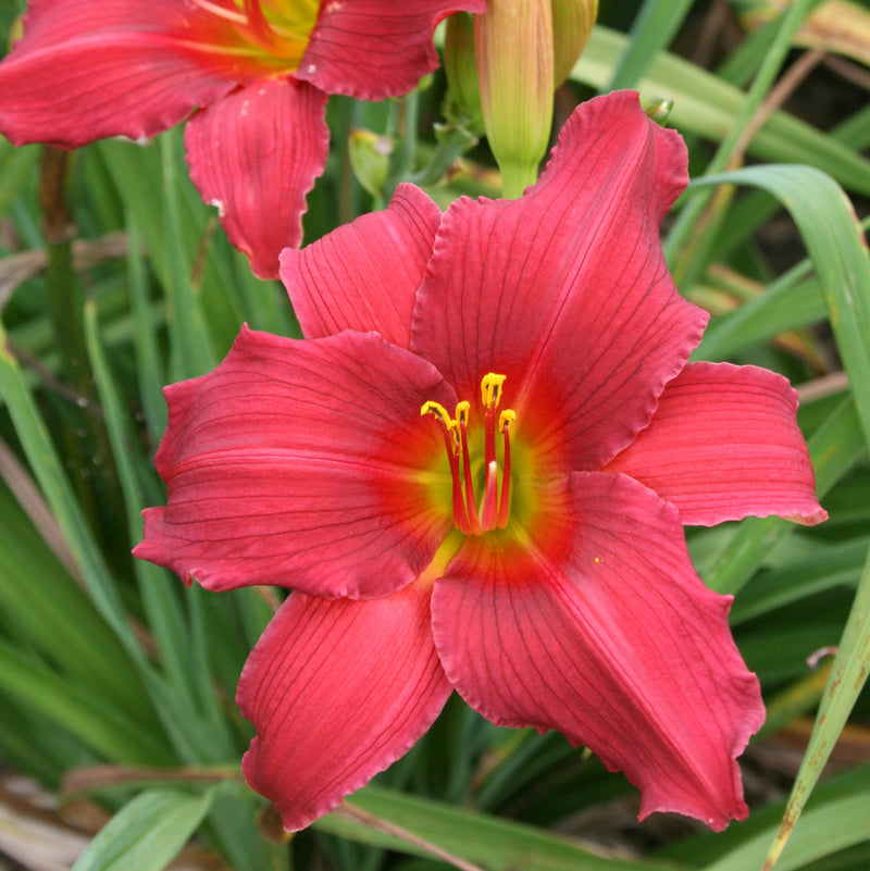 Carolina Cranberry Daylily from Oakes Daylilies