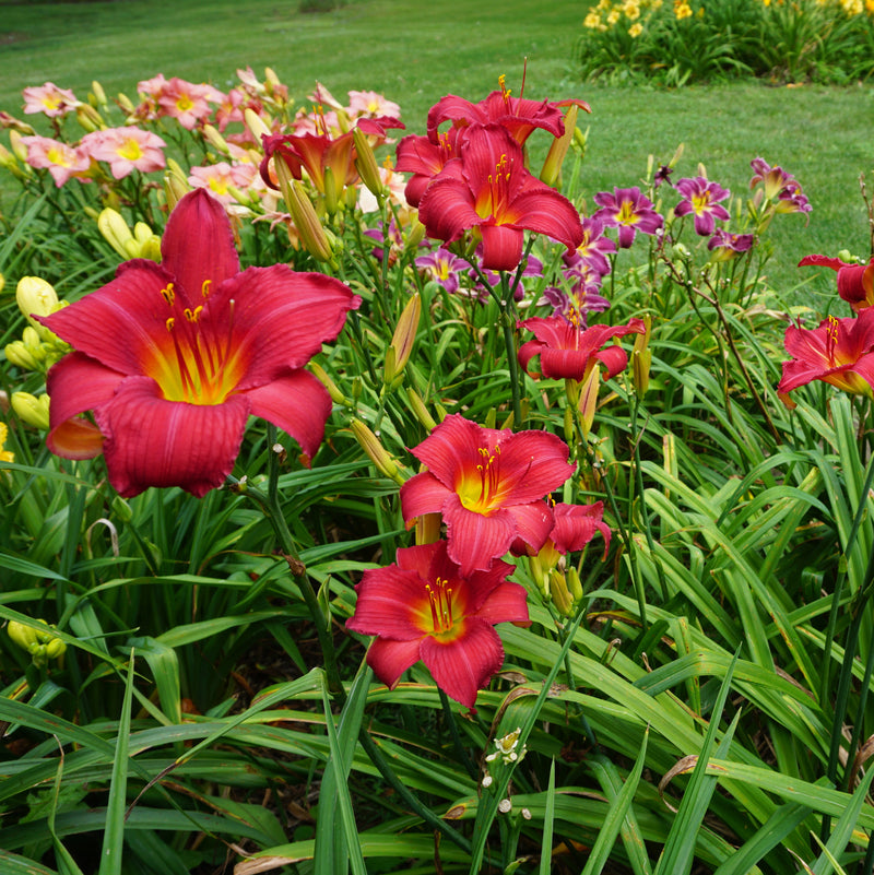 Carolina Cranberry Daylily from Oakes Daylilies