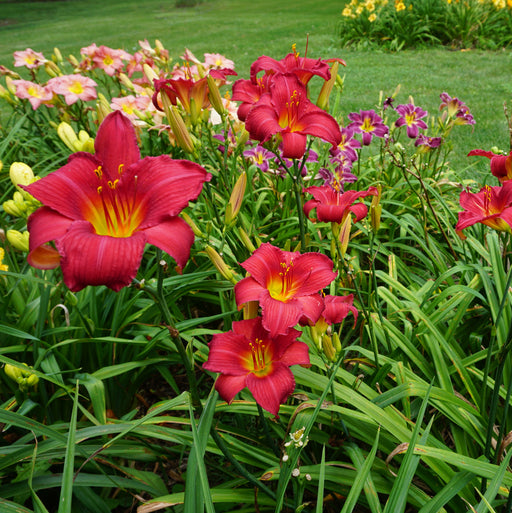 Carolina Cranberry Daylily from Oakes Daylilies