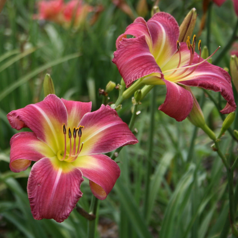 Carpenter's Choice Daylily from Oakes Daylilies