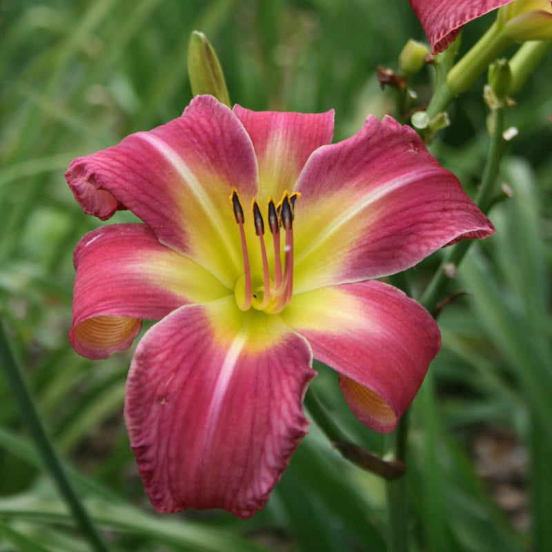 フラワー・ガーデニング uyiyiytiy Carpenter's Choice Daylily | Prolific Big Blooms | Oakes Daylilies