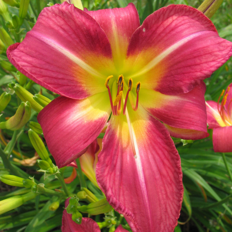 Carpenter's Choice Daylily | Prolific Big Blooms | Oakes Daylilies
