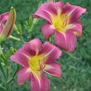 Carpenter's Choice Daylily from Oakes Daylilies