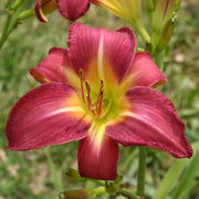Carpenter's Choice Daylily from Oakes Daylilies