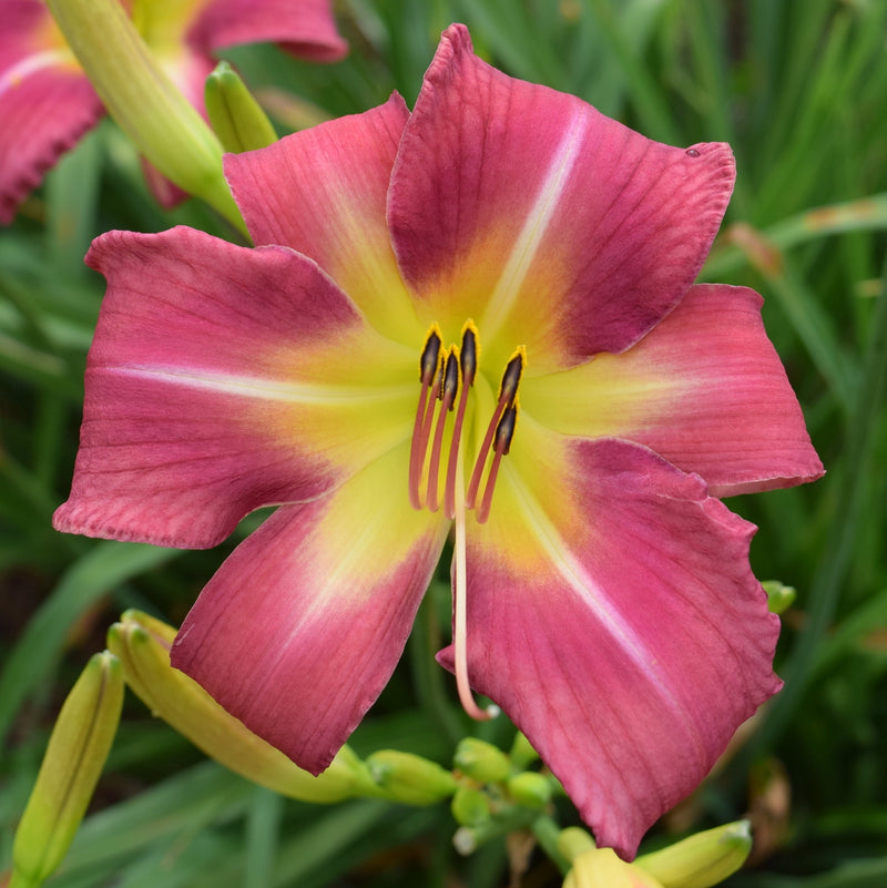 Carpenter's Choice Daylily