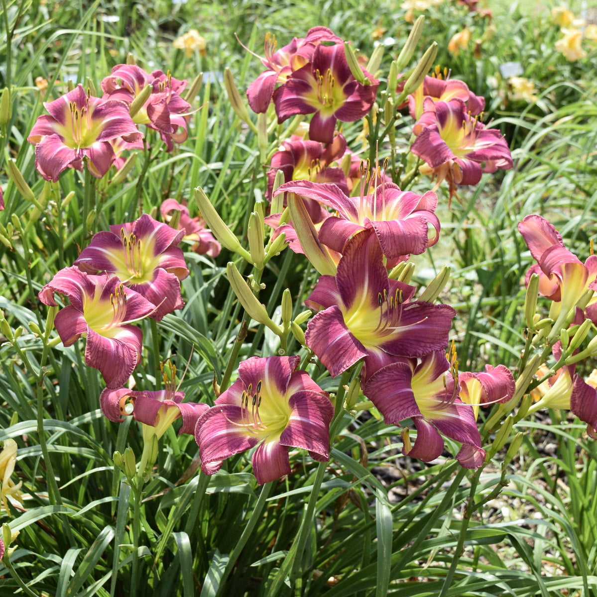 Carpenter's Choice Daylily | Prolific Big Blooms | Oakes Daylilies