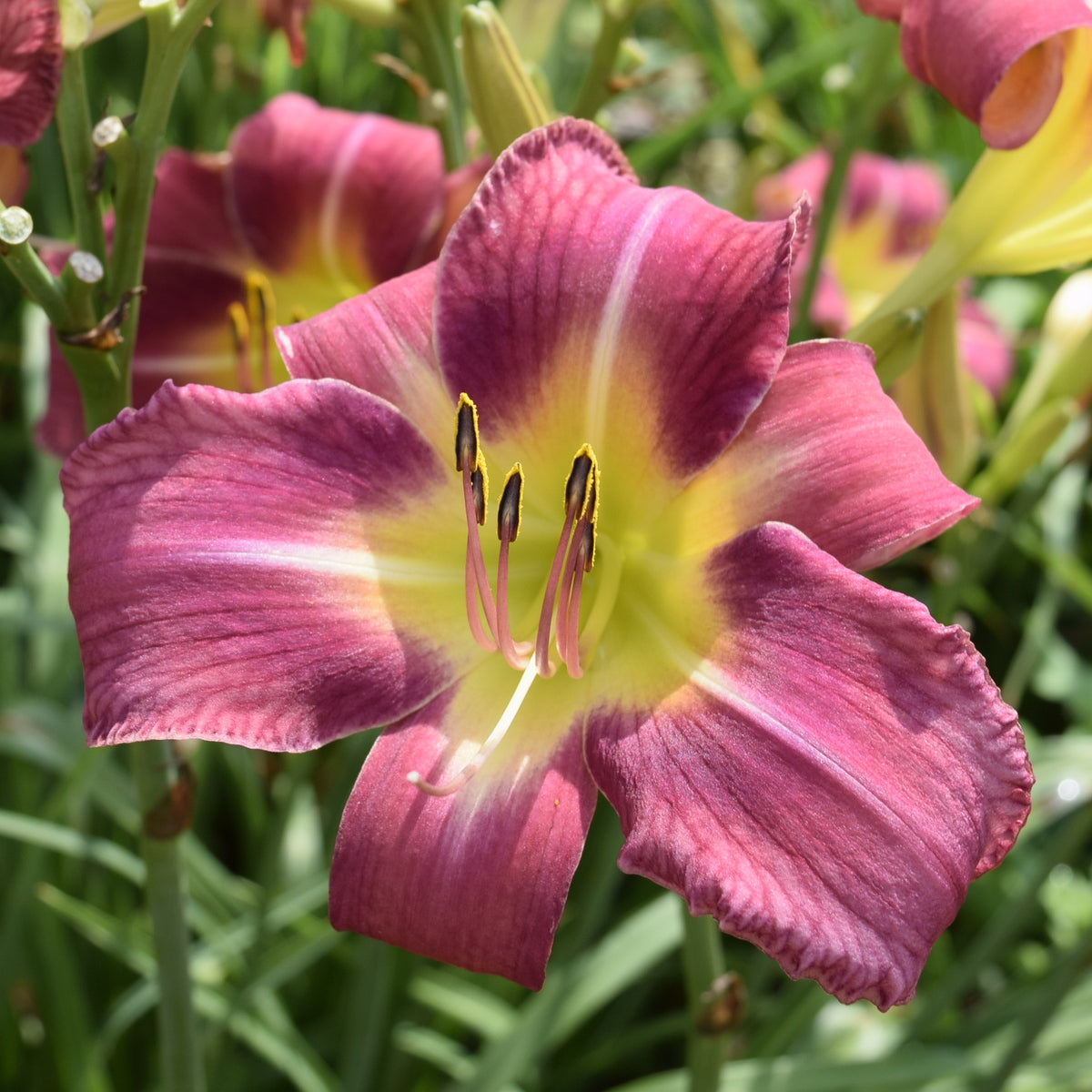 Carpenter's Choice Daylily | Prolific Big Blooms | Oakes Daylilies