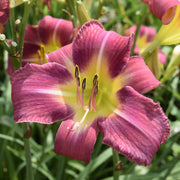 Carpenter's Choice Daylily from Oakes Daylilies