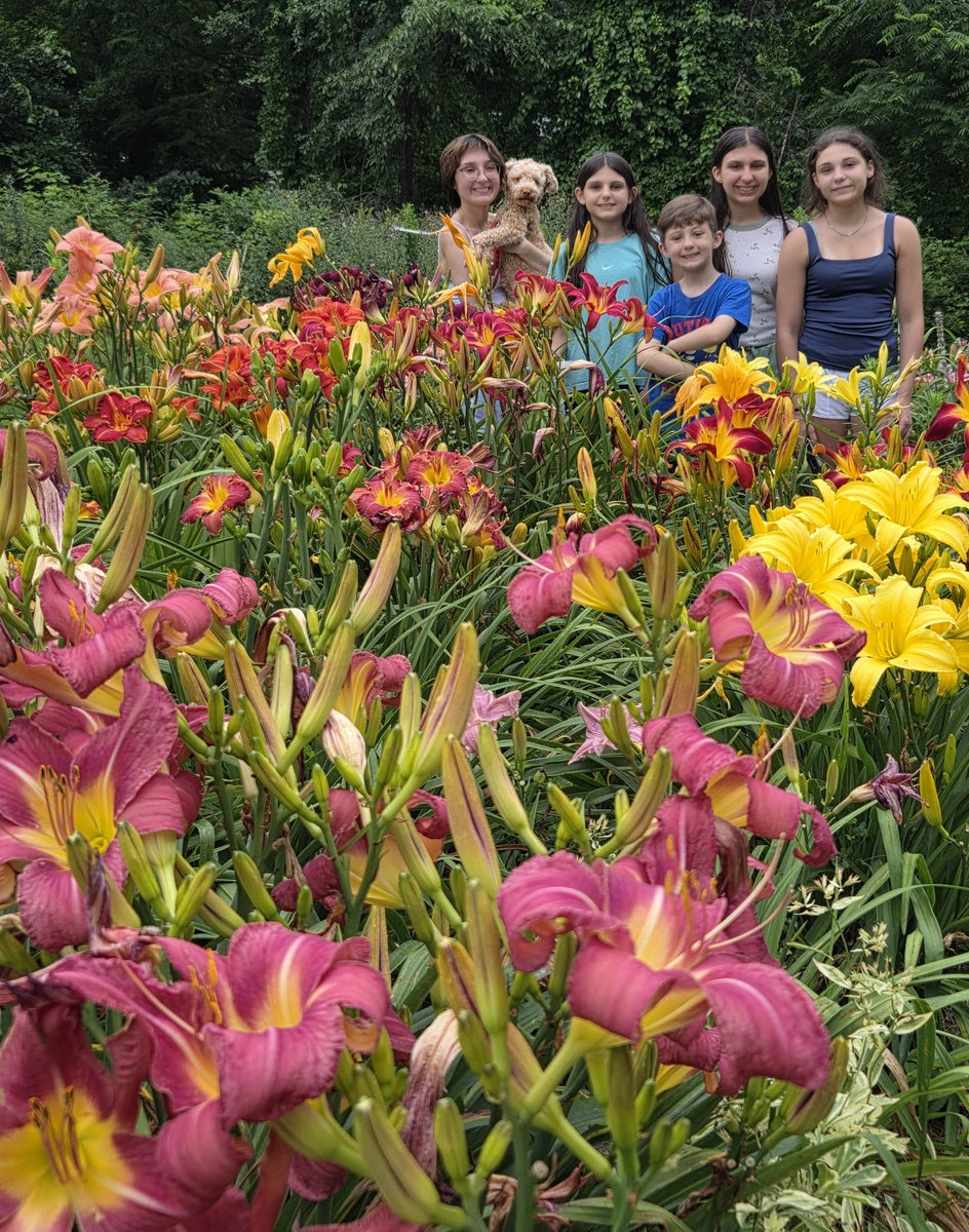 Carpenter's Choice Daylily | Prolific Big Blooms | Oakes Daylilies
