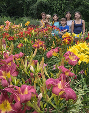 Carpenter's Choice Daylily from Oakes Daylilies