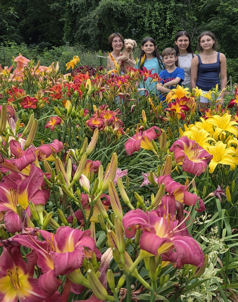 Carpenter's Choice Daylily from Oakes Daylilies