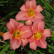 Cedar Waxwing Daylily from Oakes Daylilies