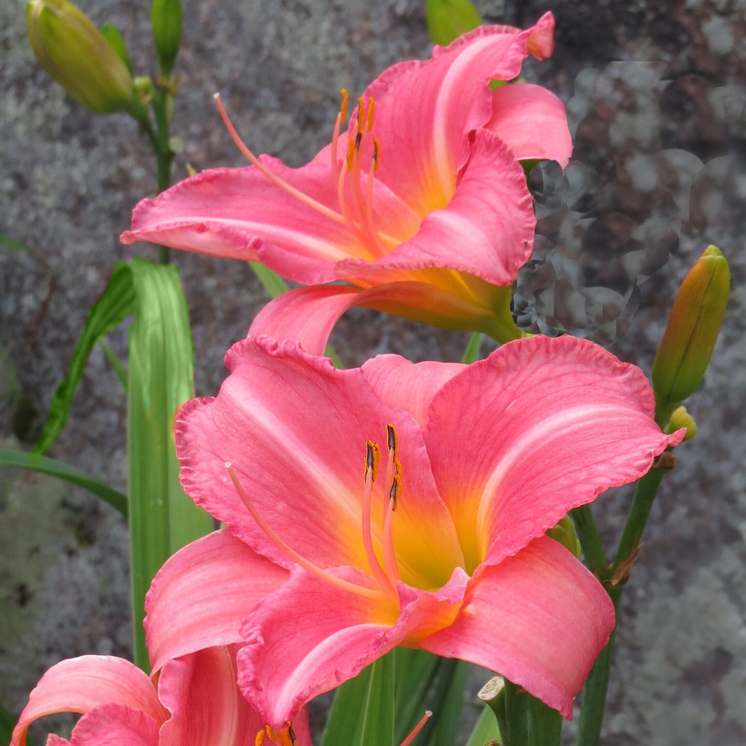 Cedar Waxwing Daylily |Profuse Bloomer | Oakes Daylilies