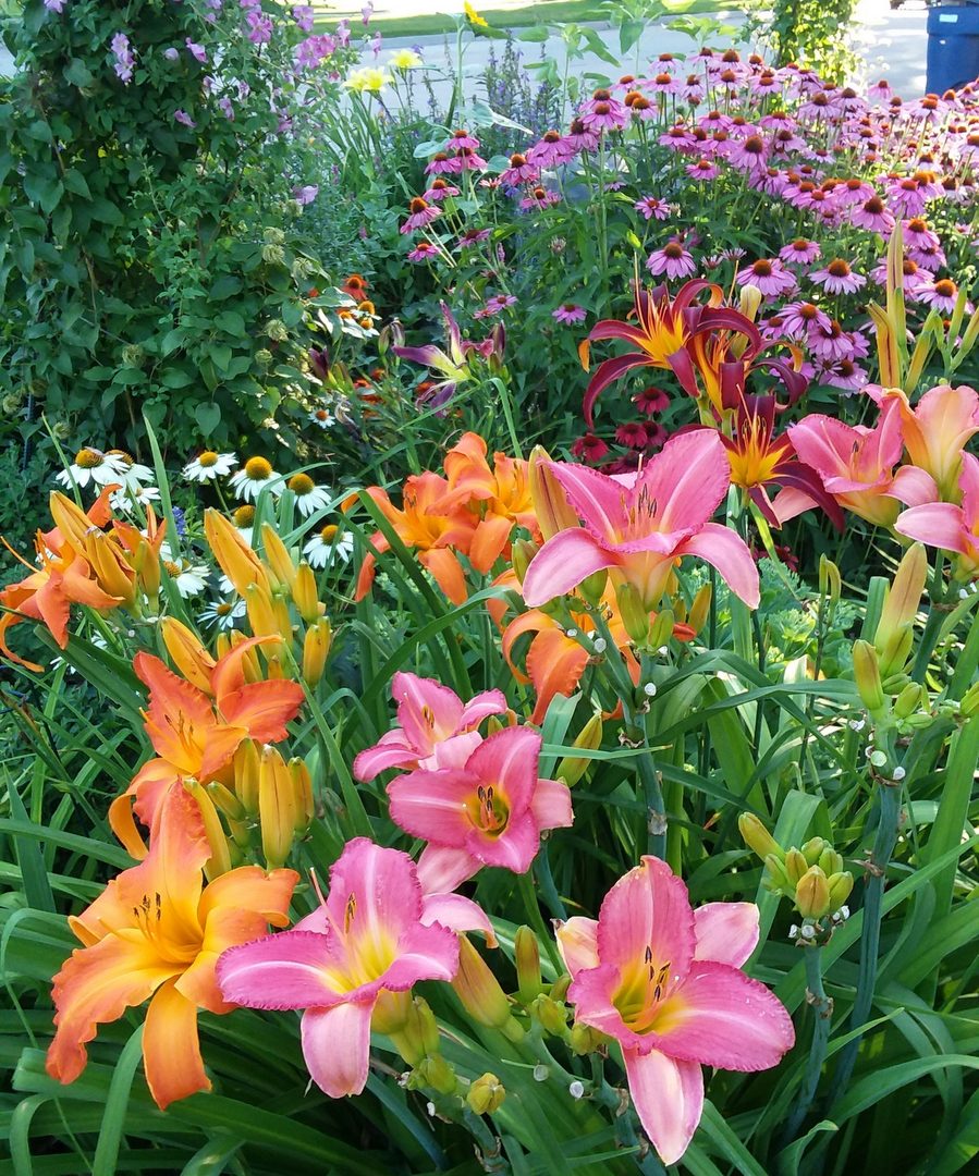 Cedar Waxwing Daylily |Profuse Bloomer | Oakes Daylilies
