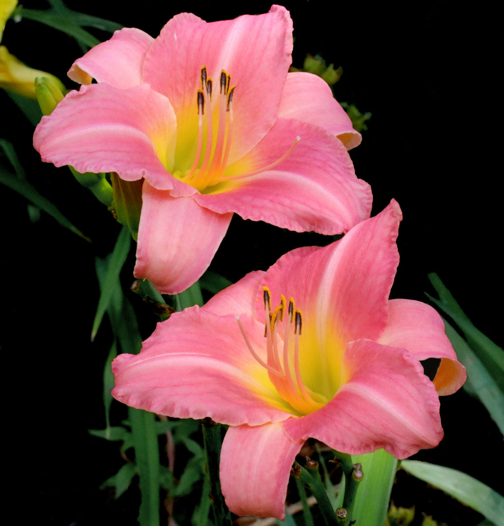 【ひまわり】DWE ④ (4/5) Cedar Waxwing Daylily |Profuse Bloomer | Oakes Daylilies