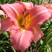 Cedar Waxwing Daylily from Oakes Daylilies