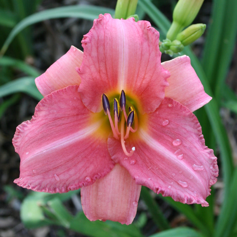 Cedar Waxwing Daylily
