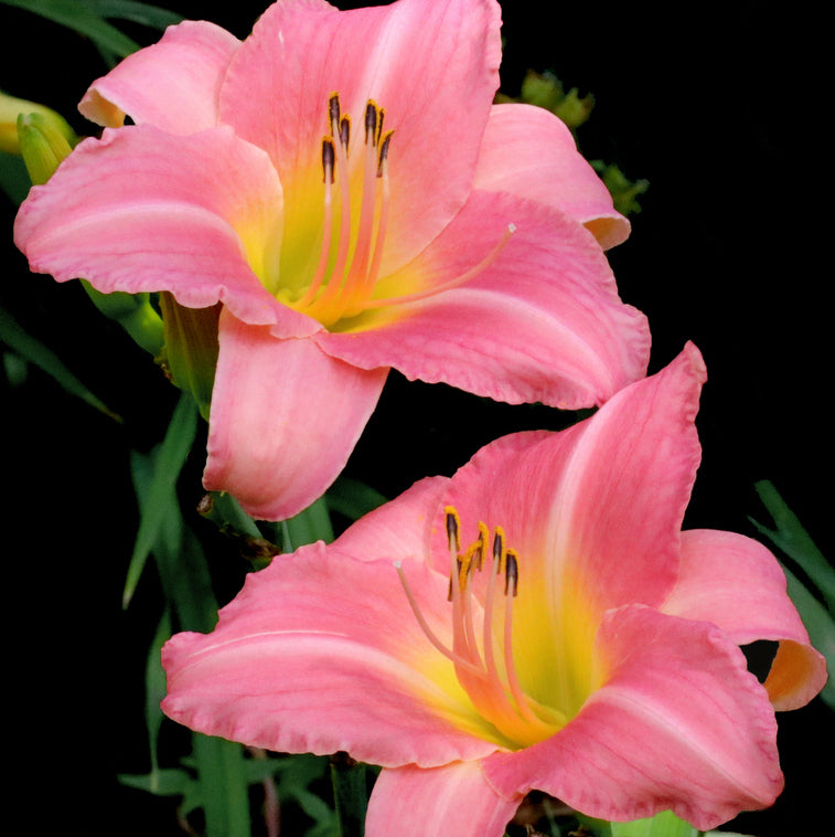 Cedar Waxwing Daylily from Oakes Daylilies