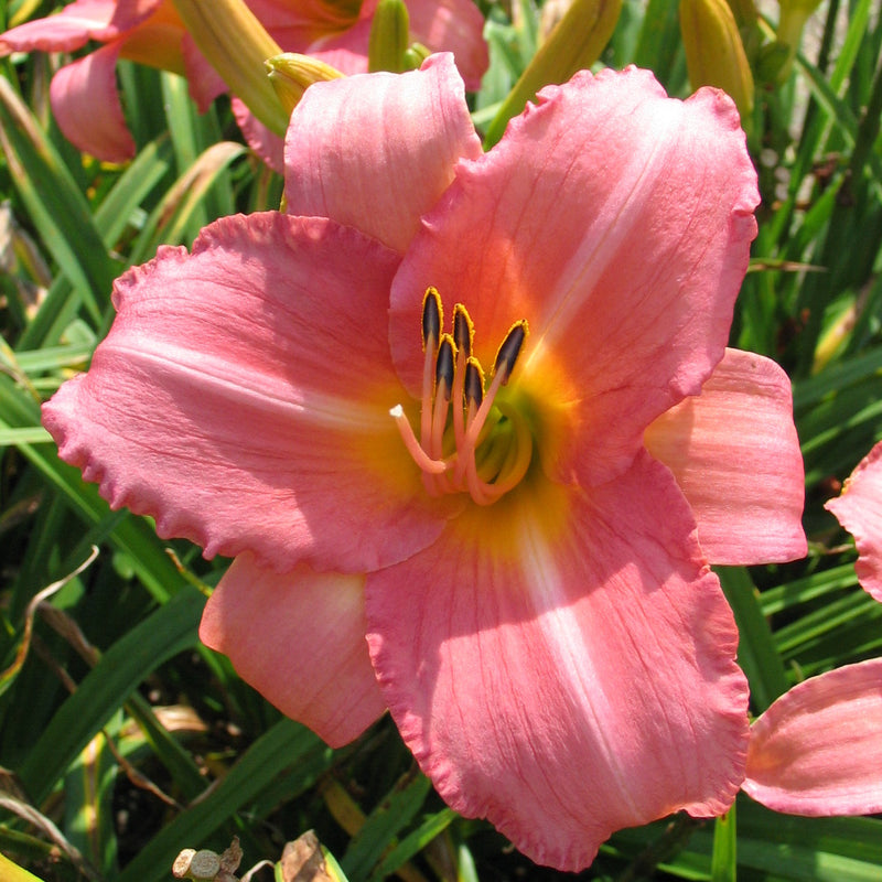 Cedar Waxwing Daylily