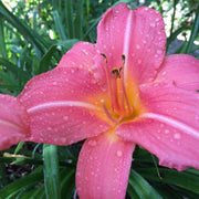Cedar Waxwing Daylily from Oakes Daylilies