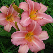 Cedar Waxwing Daylily from Oakes Daylilies