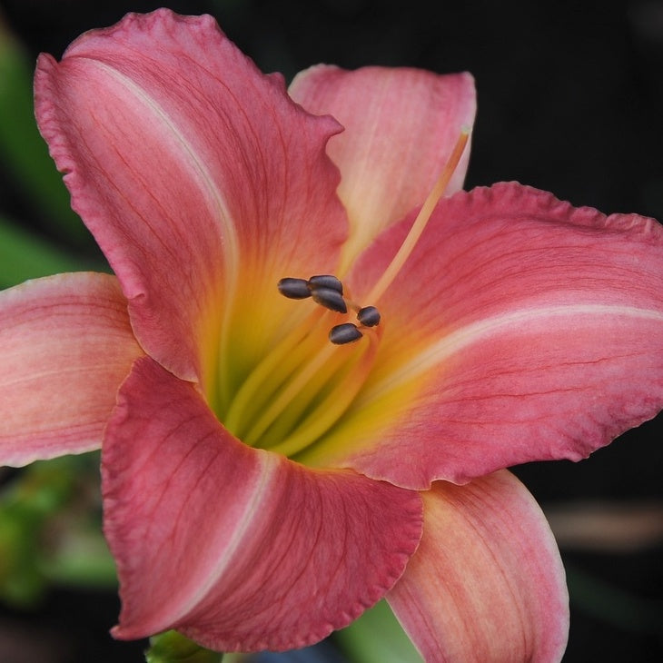 Cedar Waxwing Daylily |Profuse Bloomer | Oakes Daylilies