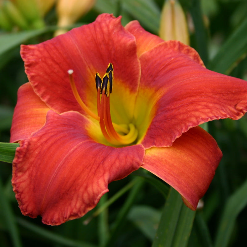Celebrity Elite Daylily from Oakes Daylilies