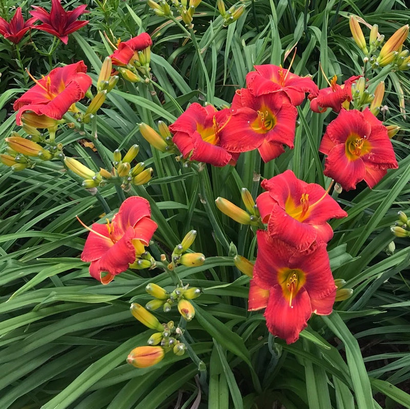 Celebrity Elite Daylily from Oakes Daylilies