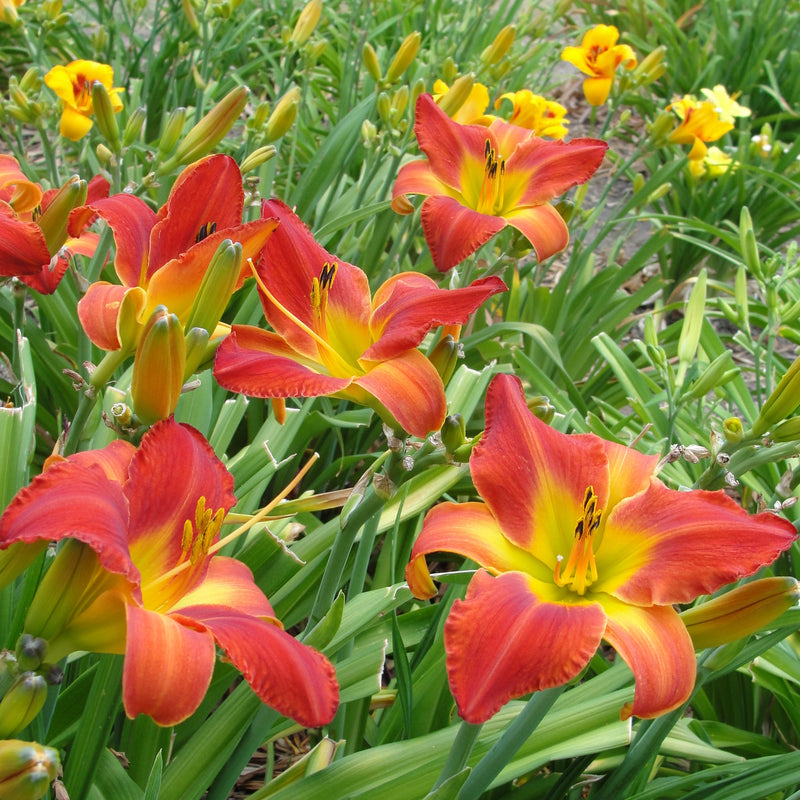 Celebrity Elite Daylily from Oakes Daylilies
