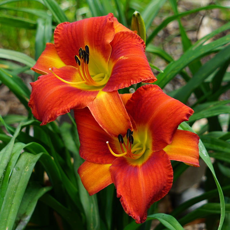 Celebrity Elite Daylily from Oakes Daylilies