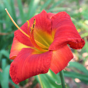 Celebrity Elite Daylily from Oakes Daylilies