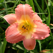 Chamonix Daylily from Oakes Daylilies