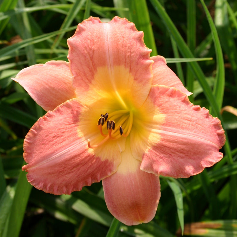 Chamonix Daylily from Oakes Daylilies