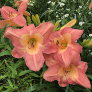 Chamonix Daylily from Oakes Daylilies