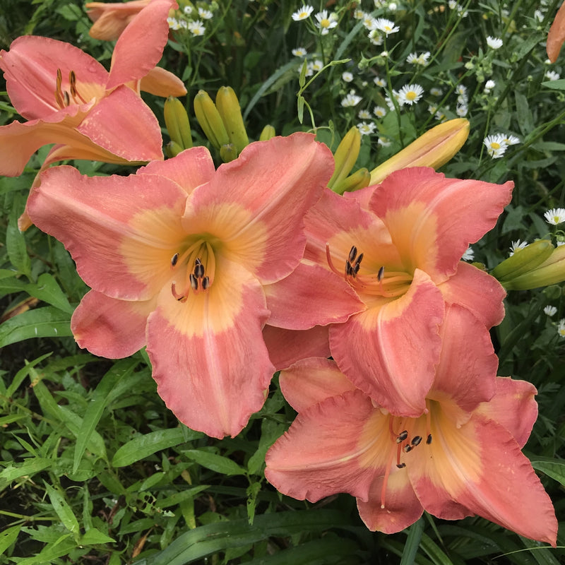 Chamonix Daylily from Oakes Daylilies