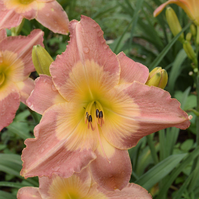Chamonix Daylily from Oakes Daylilies