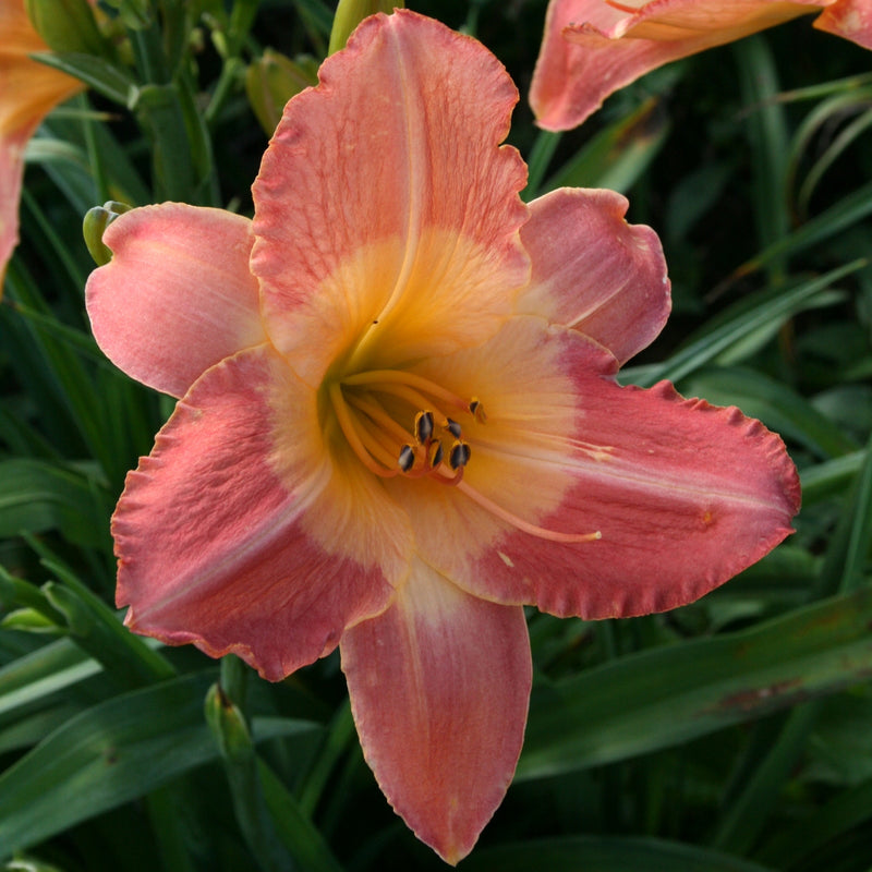 Chamonix Daylily from Oakes Daylilies