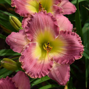 Chance Encounter Daylily from Oakes Daylilies