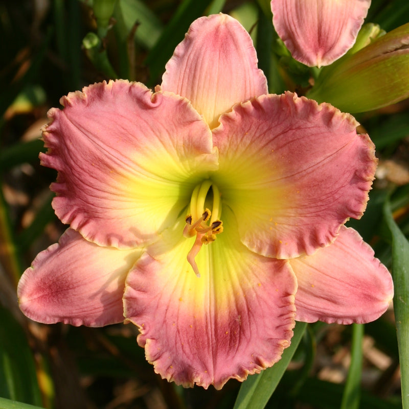 Chance Encounter Daylily from Oakes Daylilies