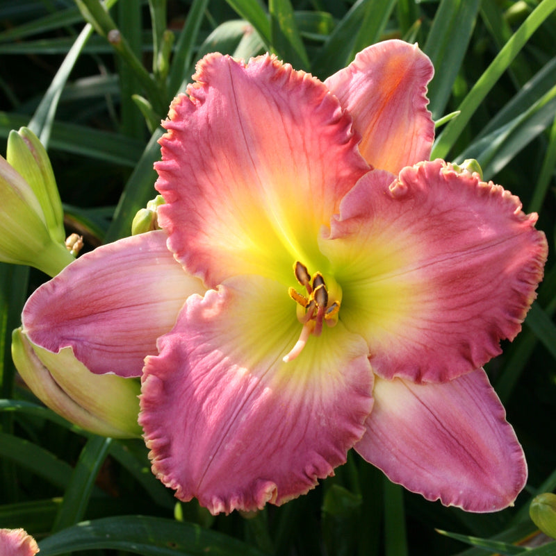 Chance Encounter Daylily from Oakes Daylilies