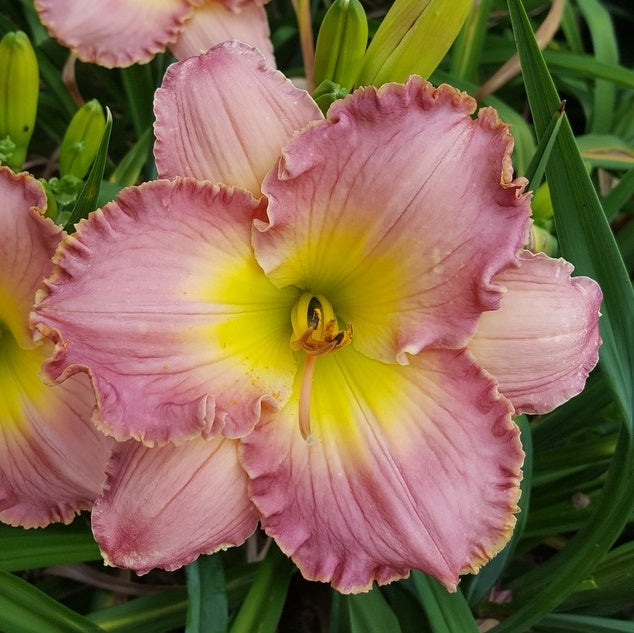 Chance Encounter Daylily from Oakes Daylilies