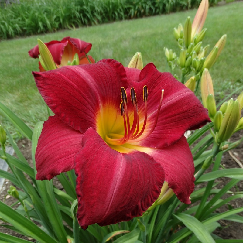 Charles Johnston Daylily from Oakes Daylilies