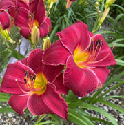 Charles Johnston Daylily from Oakes Daylilies