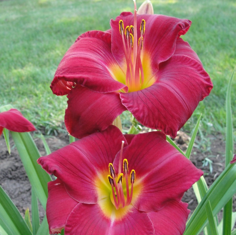 Charles Johnston Daylily from Oakes Daylilies