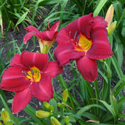 Charles Johnston Daylily from Oakes Daylilies