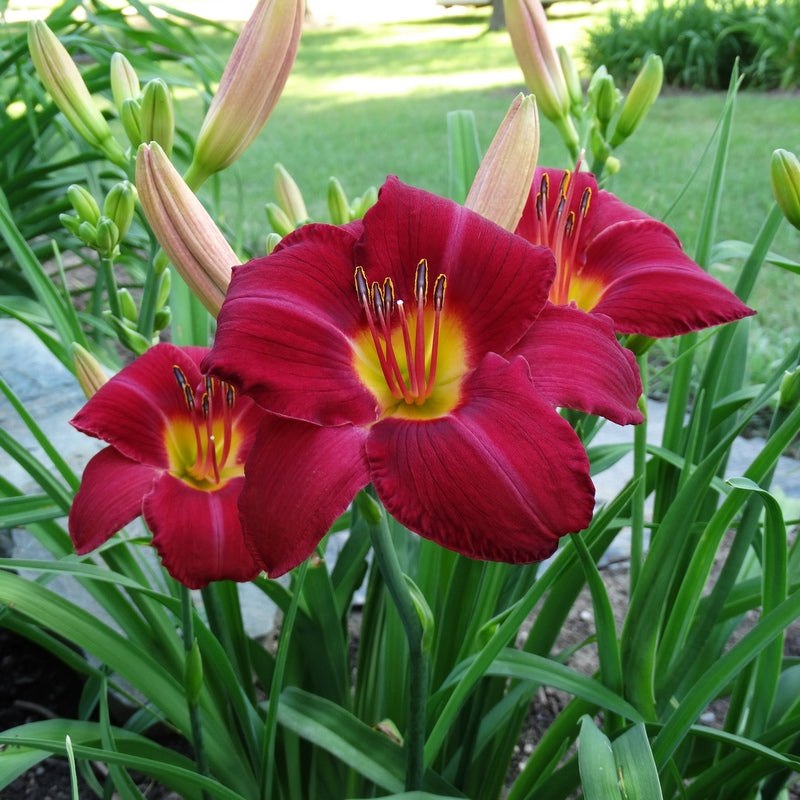 Charles Johnston Daylily from Oakes Daylilies